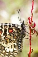 Spanish festoon butterfly - Zerynthia rumina photo