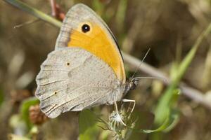 Southern Gatekeeper - Pyronia cecilia photo