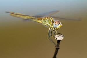 beautiful dragonfly insect photo