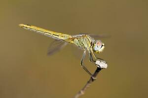 beautiful dragonfly insect photo