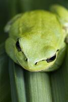 Mediterranean Tree Frog photo