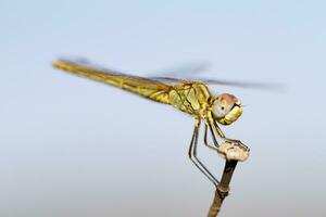 beautiful dragonfly insect photo