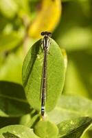 Damselfly insect close up photo