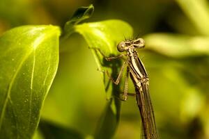 Damselfly insect close up photo