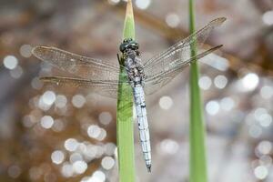 aquillado desnatadora libélula foto