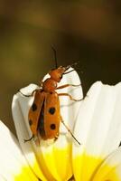 beetle bug - Leptopalpus rostratus photo