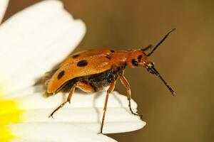 escarabajo error - leptopalpo rostro foto