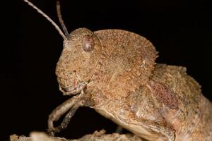 Toad Grasshopper close up photo