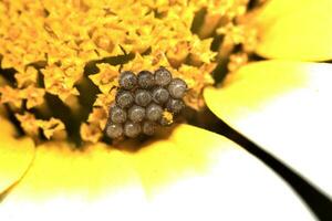 butterfly eggs close up photo