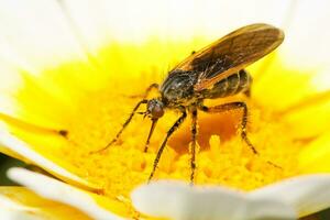 Balloon Fly - Empis tessellata photo