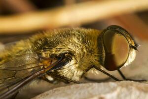 Bee Fly - Villa hottentotta photo