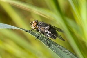 fly on top of leaf photo