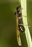 Harvester Ant - Messor barbarus photo