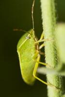 del Sur verde chinche - nezara viridula foto