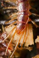 stone centipede close up photo