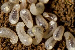 baby ant larva photo