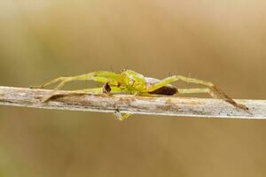 Green huntsman spider - Micrommata virescens photo