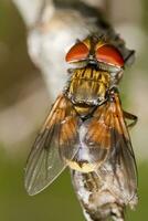 tachina fly close up photo
