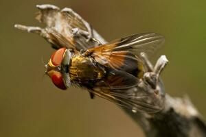 tachina fly close up photo