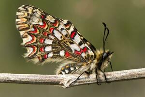 Spanish festoon butterfly - Zerynthia rumina photo