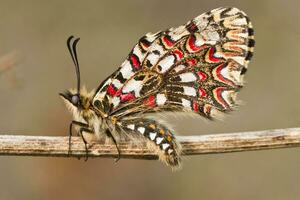Spanish festoon butterfly - Zerynthia rumina photo