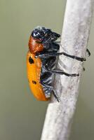 Leaf Beetle - Lachnaia paradoxa photo