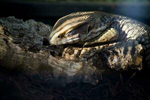 sleeping lizard close up photo