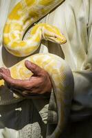 hermosa amarillo pitón serpiente foto