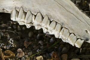 jaw teeth of sheep photo