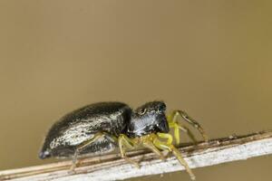 heliófano auratus araña foto