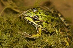 green frog on pond photo