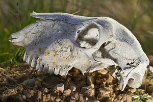 sheep skull on the nature photo