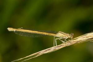 beautiful damselfly insect photo