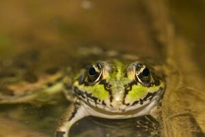 green frog on pond photo