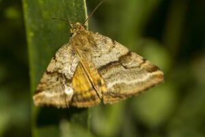 nocturnal moth close up photo