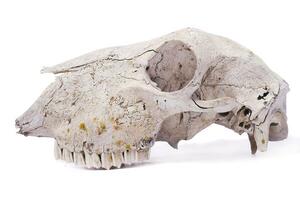 sheep skull close up photo