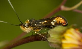 mocturnal moth insect photo