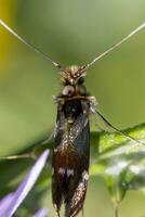 mocturnal moth insect photo