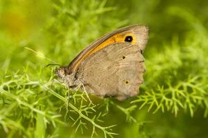 europeo mariposa cerca arriba foto