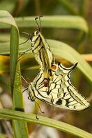 Old World swallowtail - Papilio machaon gorganus photo