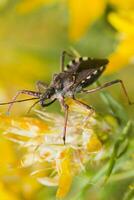 Assassin Bug - Rhynocoris cuspidatus photo