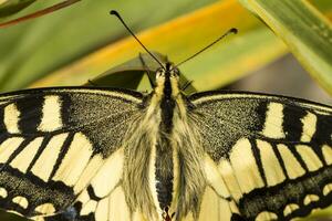 antiguo mundo cola de golondrina - papilio machaon gorganus foto