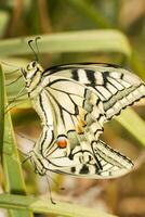 Old World swallowtail - Papilio machaon gorganus photo