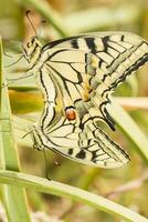 Old World swallowtail - Papilio machaon gorganus photo