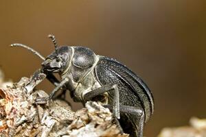 negro escarabajo - pimelia costata foto