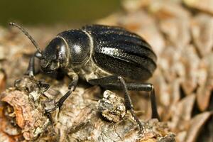 negro escarabajo - pimelia costata foto