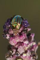 rosemary beetle - chrysolina americana photo