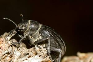 negro escarabajo - pimelia costata foto