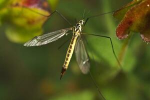 Ichneumon Wasp - Syzeuctus photo