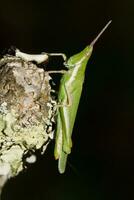 Green grasshopper - Pyrgomorpha conica photo